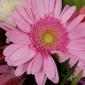 Meet your Posher, Rosemary